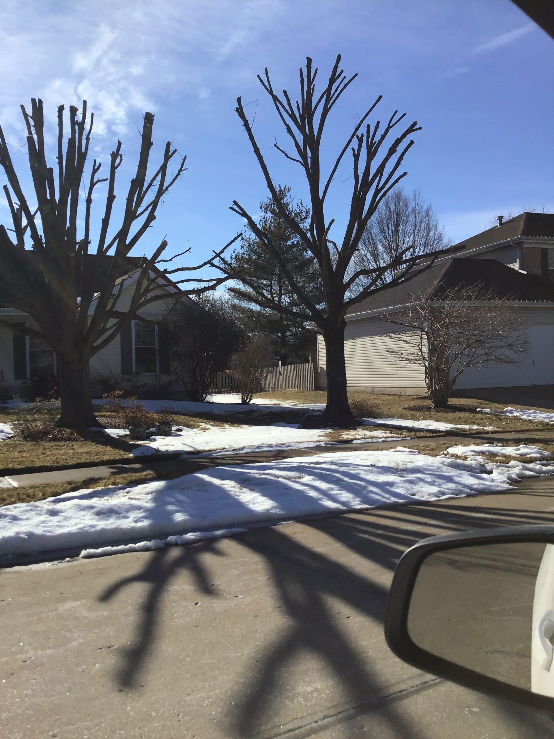 dead tree in St. Louis Misourri