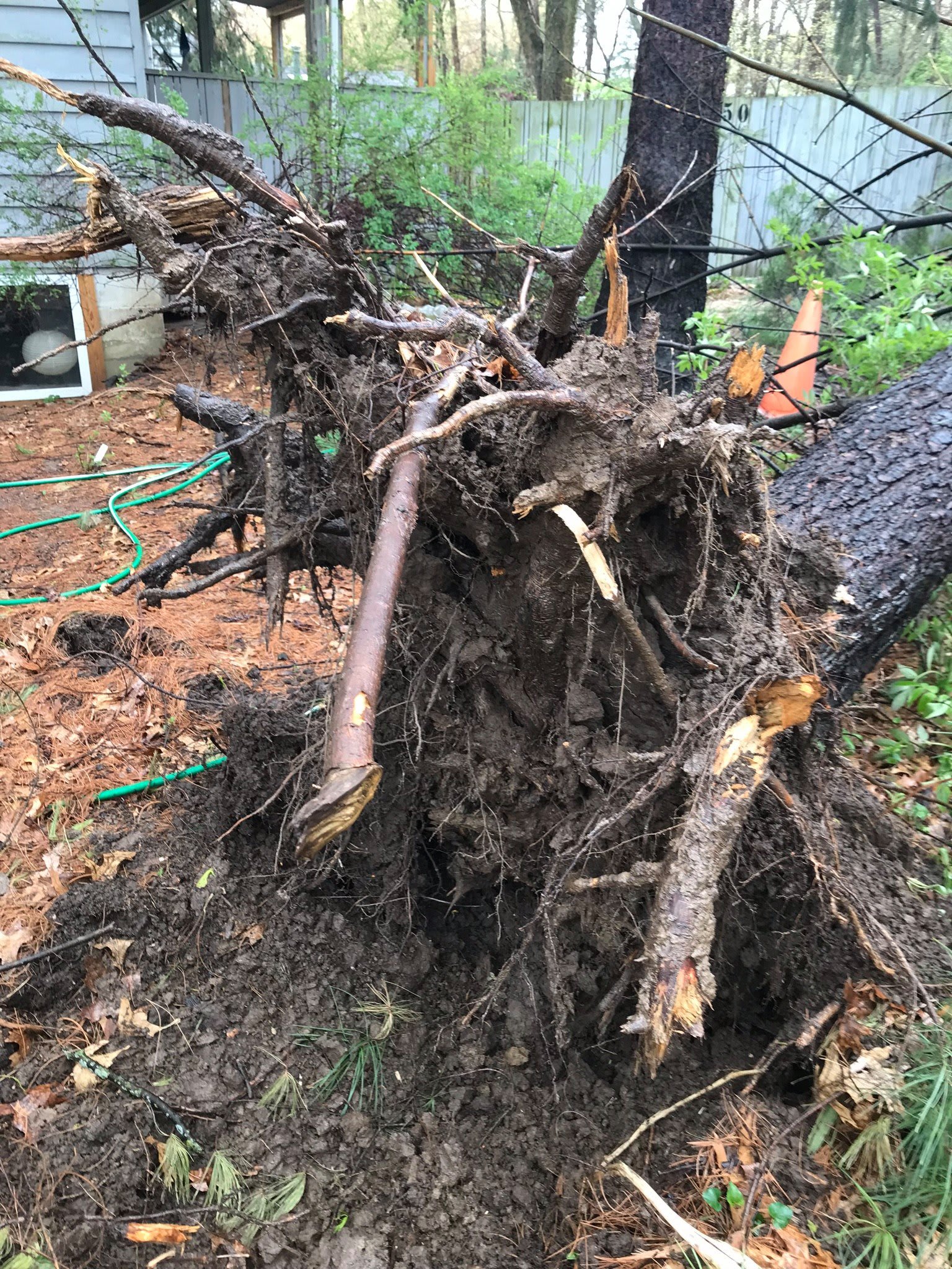 uprooted dead tree tree removal