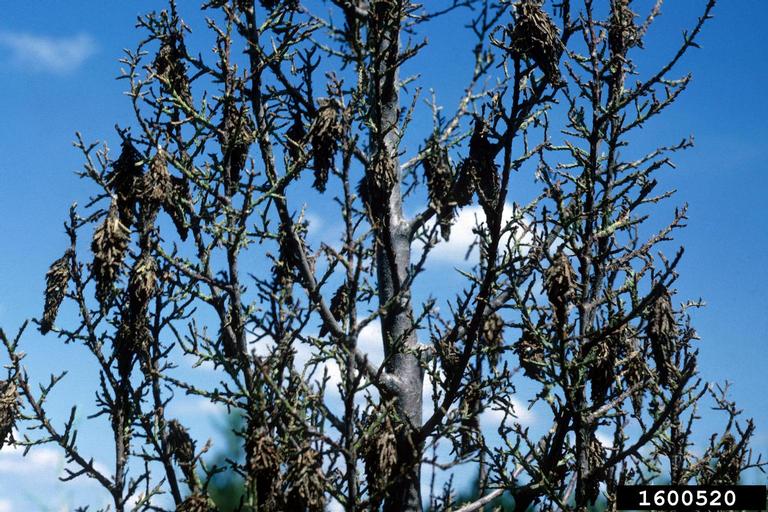 Bagworm damage on an evergreen