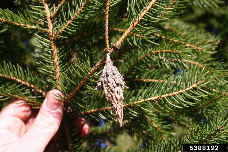 Bagworm on a spruce
