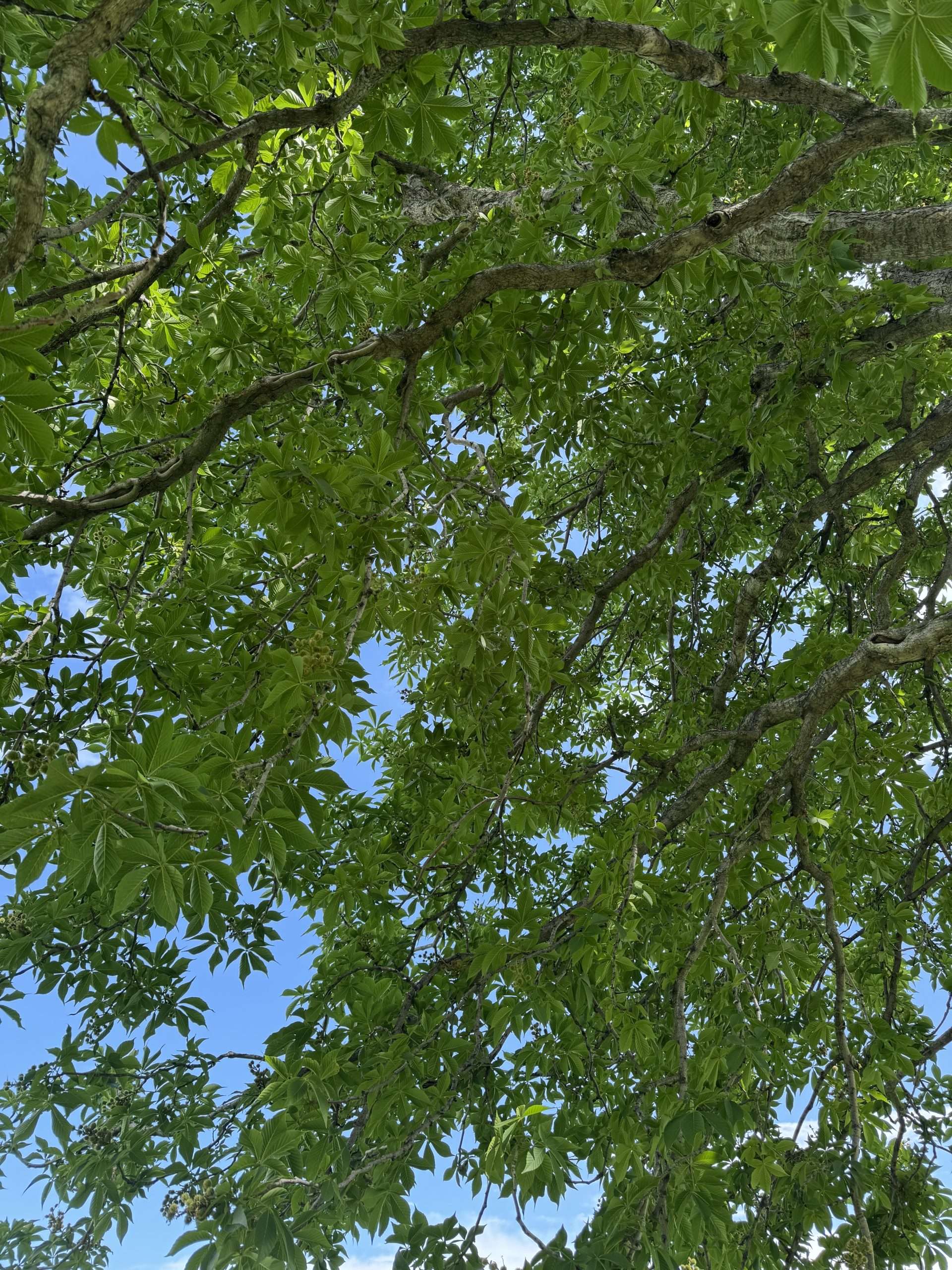 The Original AC: Shade Trees for Energy Efficiency - Metropolitan
