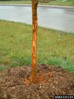Deer damage to young tree
