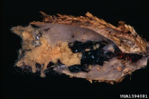 bagworm sac cut open to view eggs