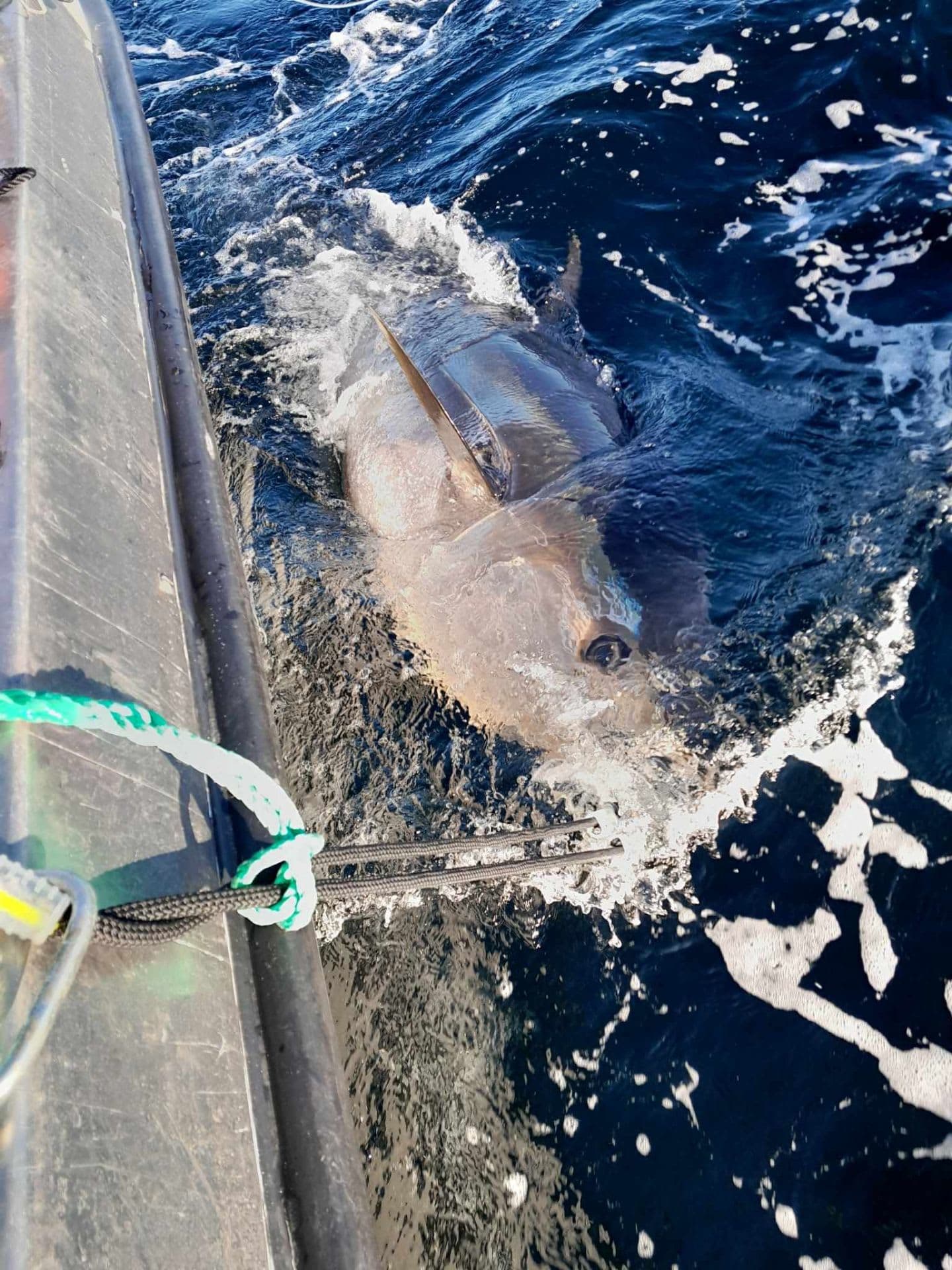 Makrellstørje, tunfisk