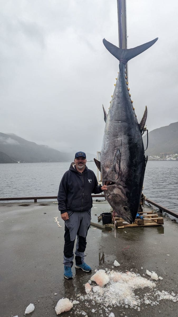 Makrellstørje, tunfisk