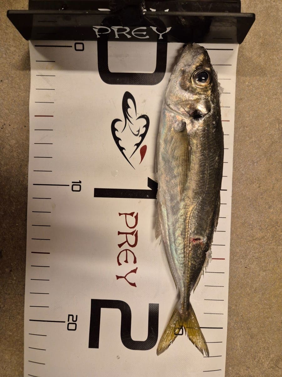 Taggmakrell (hestemakrell)