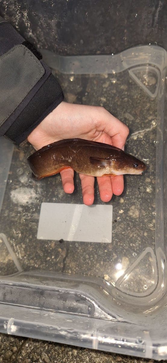 Femtrådet tangbrosme