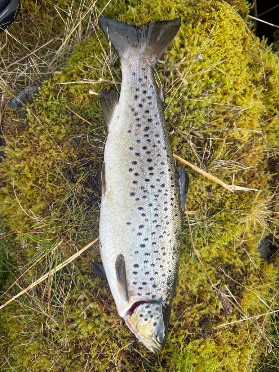 Ørret
