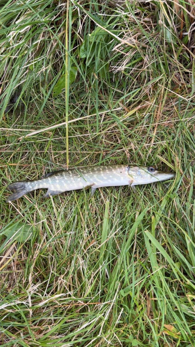 Gjedde