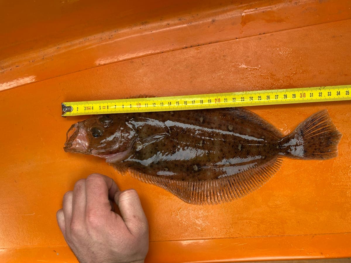 Glassvar