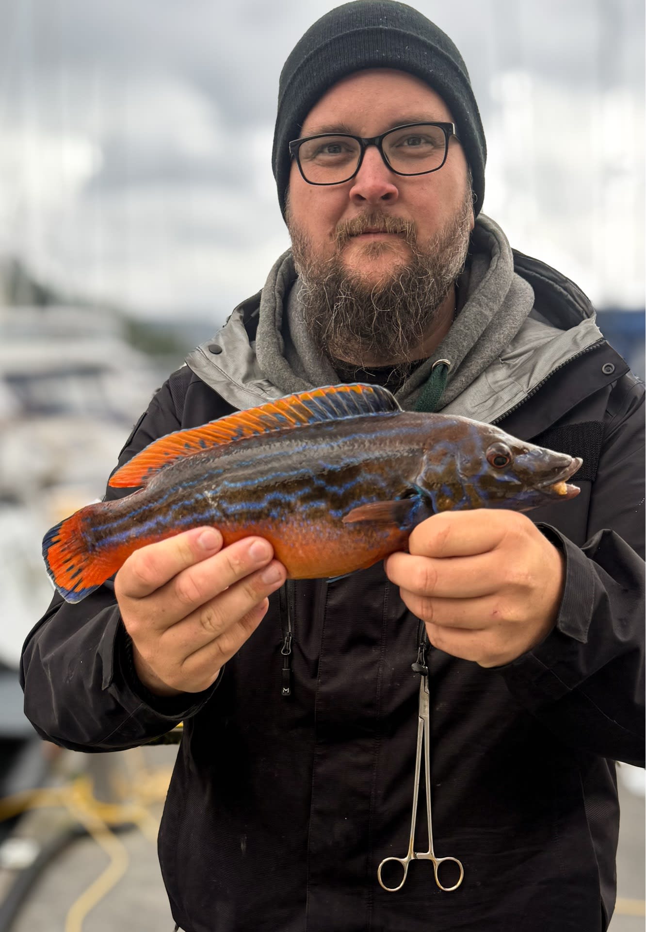 Blåstål/rødnebb