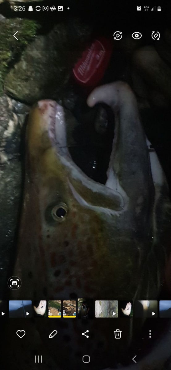 Salmon (Atlantic)