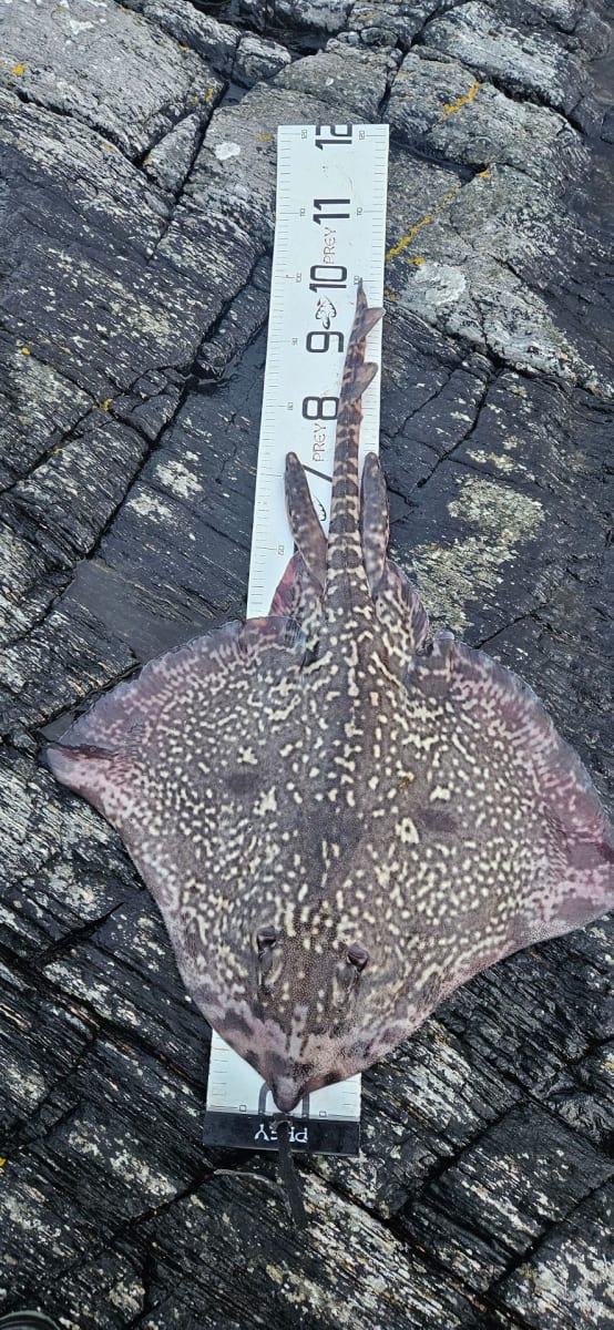 Piggskate