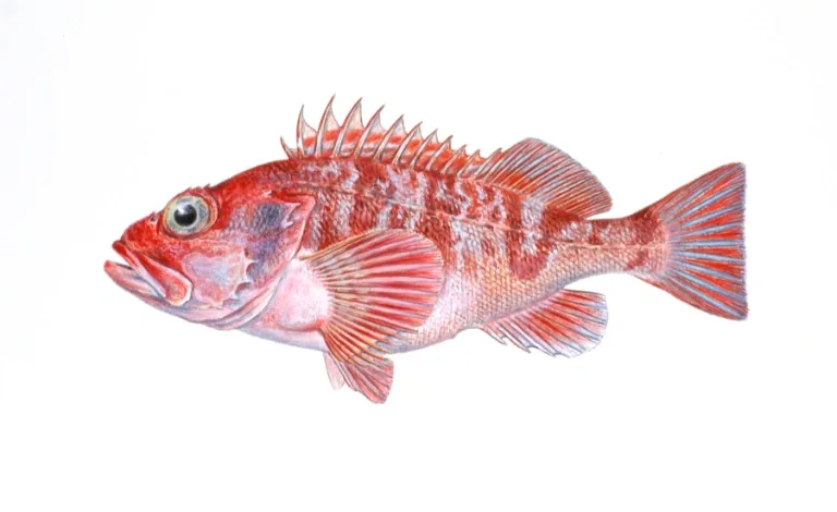 Rundskate