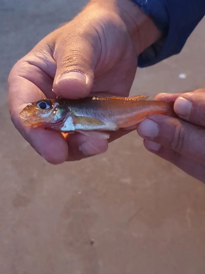 Hork