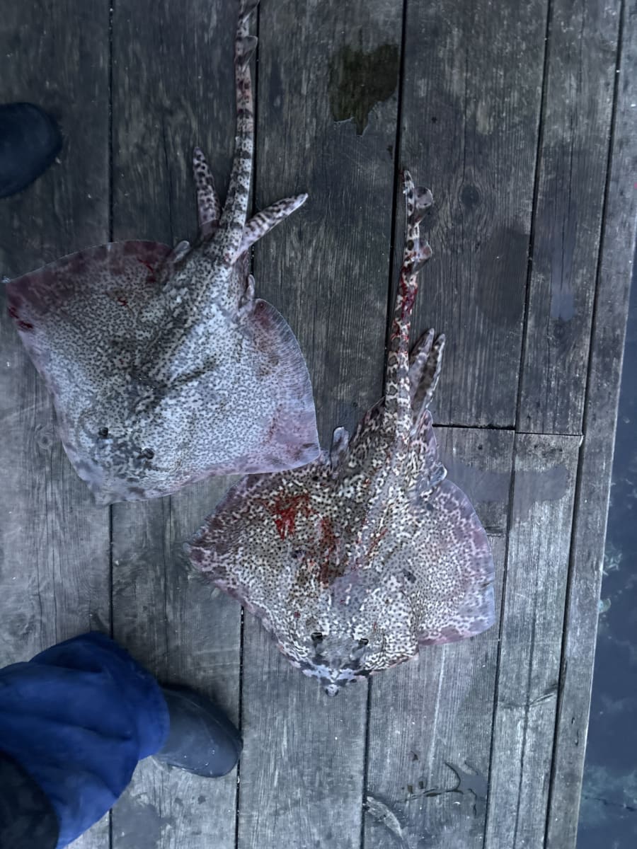 Piggskate