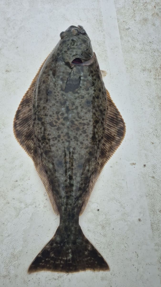 Kveite