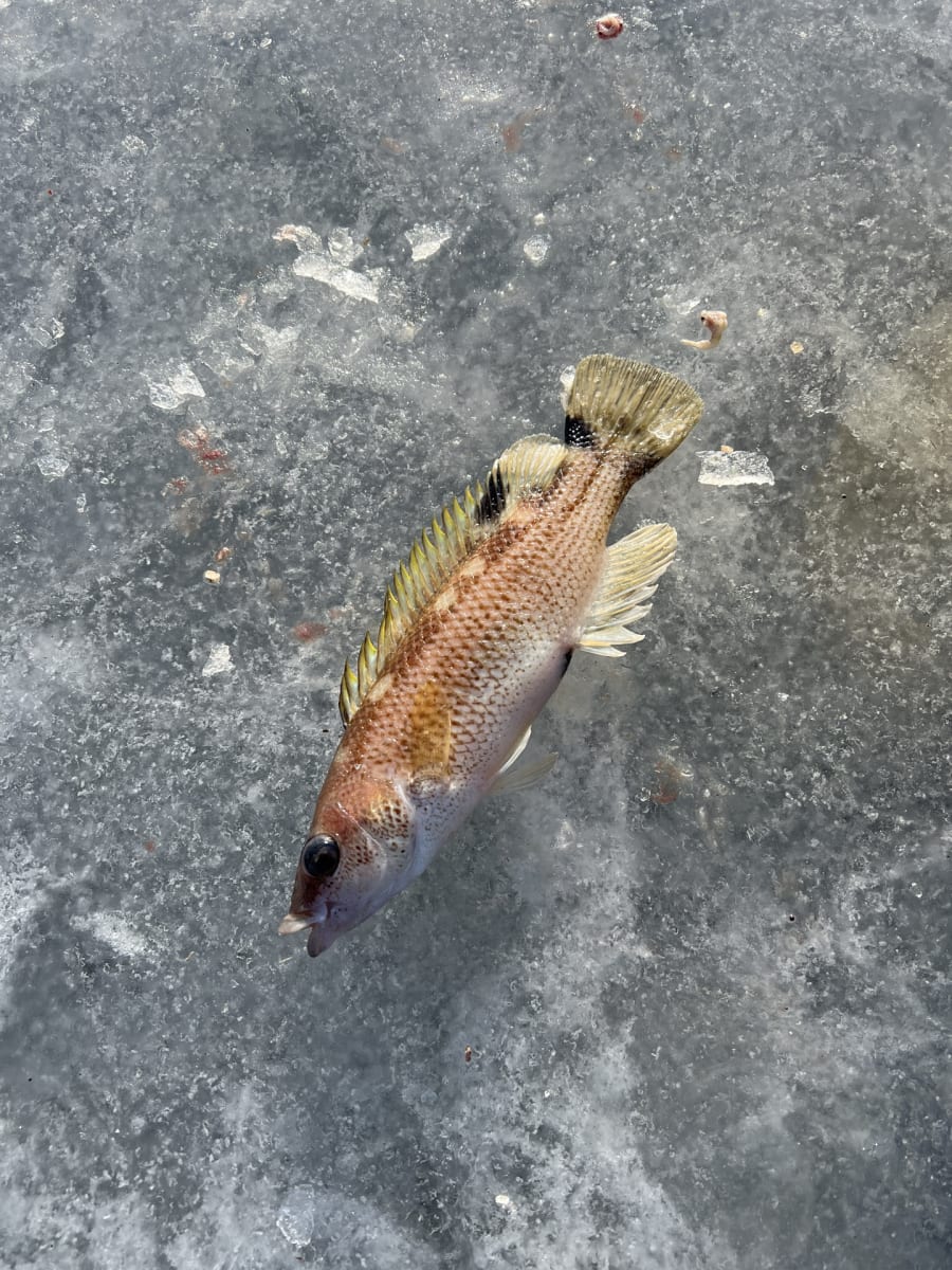 Brungylt
