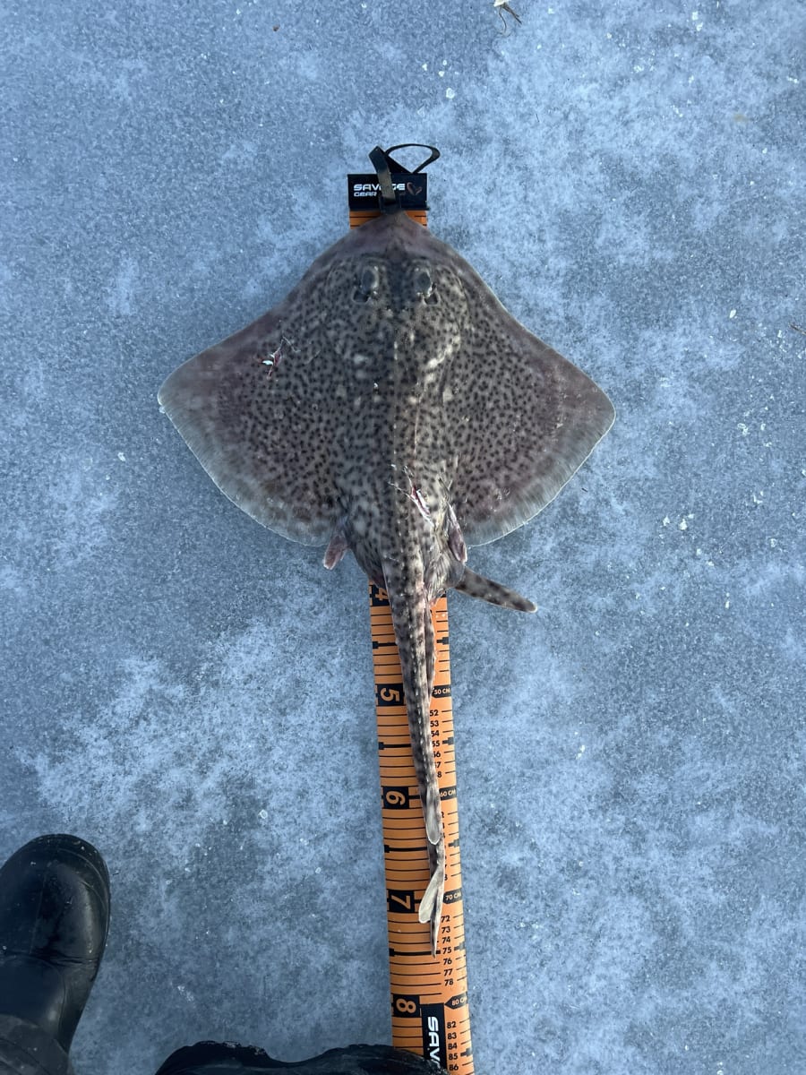 Piggskate