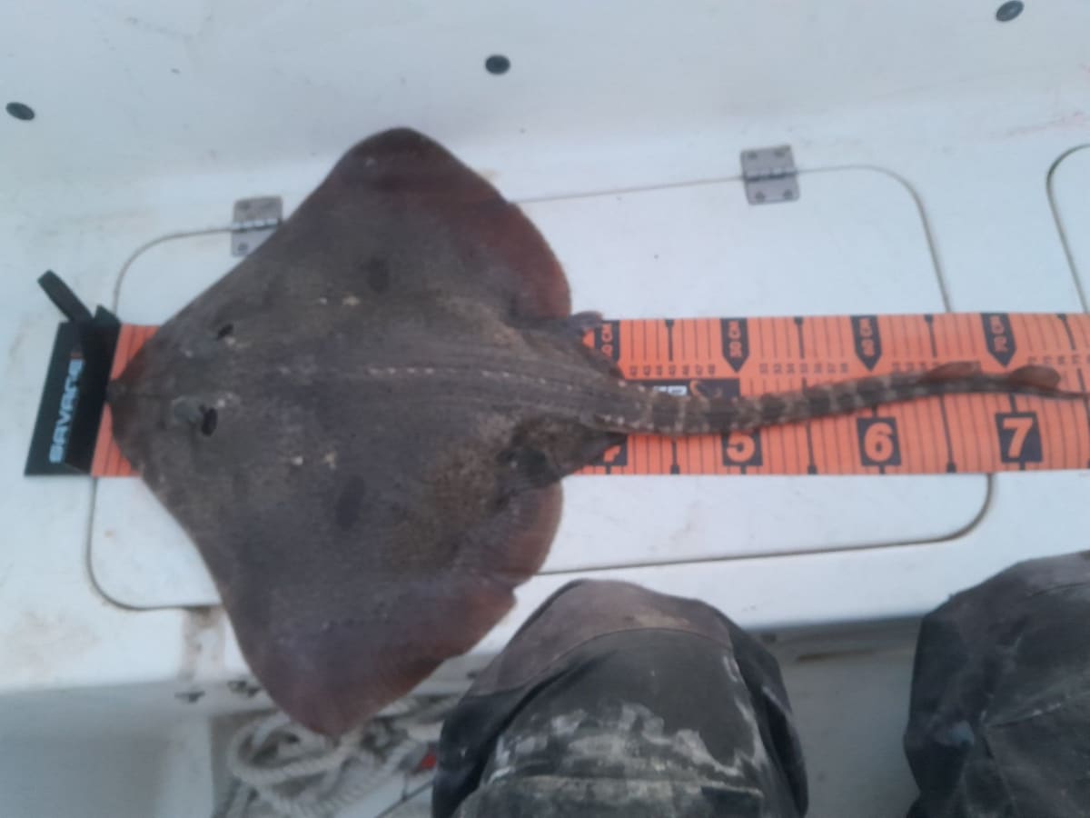 Piggskate