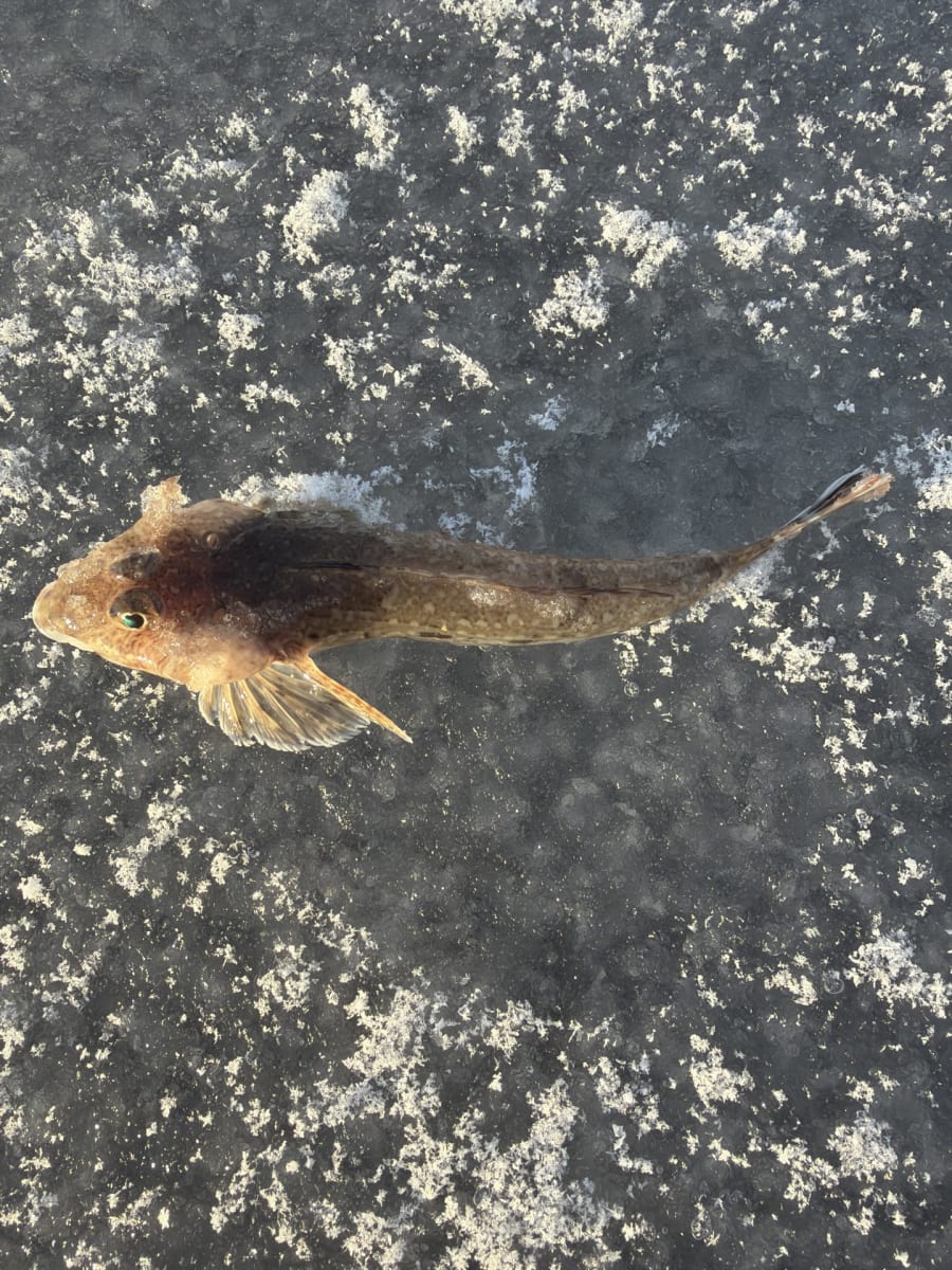 Fløyfisk, vanlig