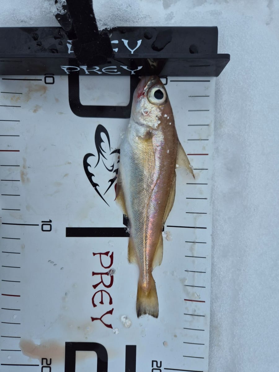 Sypike