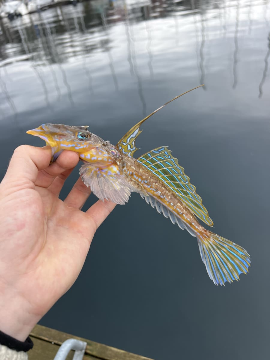 Fløyfisk, vanlig