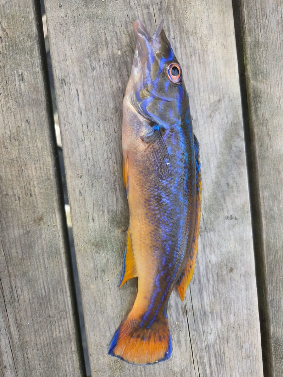 Blåstål/rødnebb