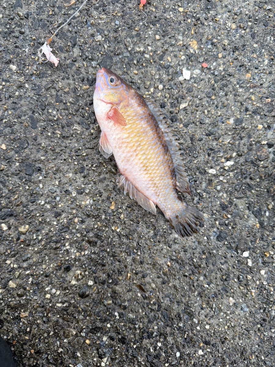 Grasgylt
