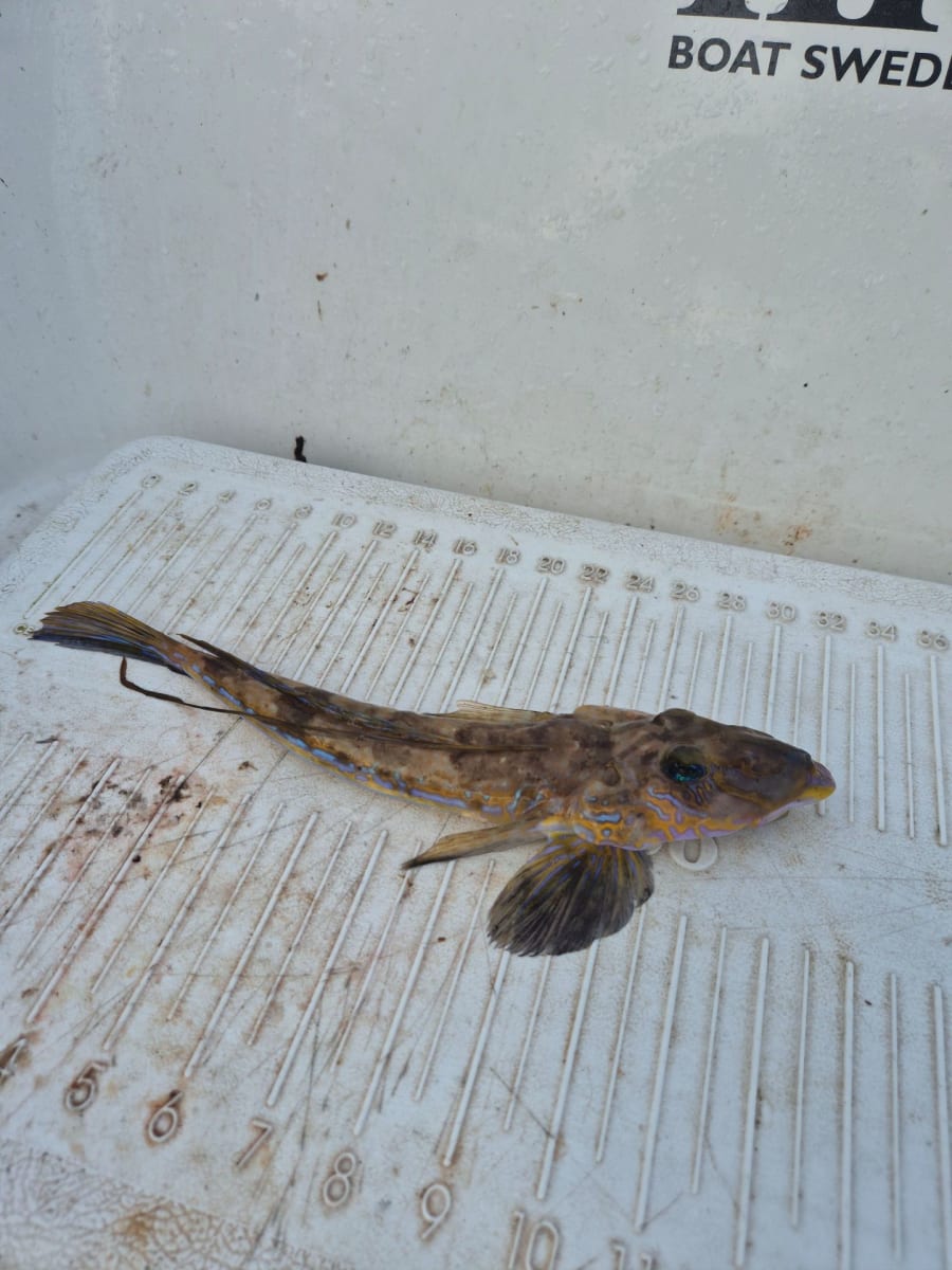Fløyfisk, vanlig