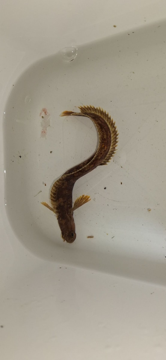 Hornkvabbe
