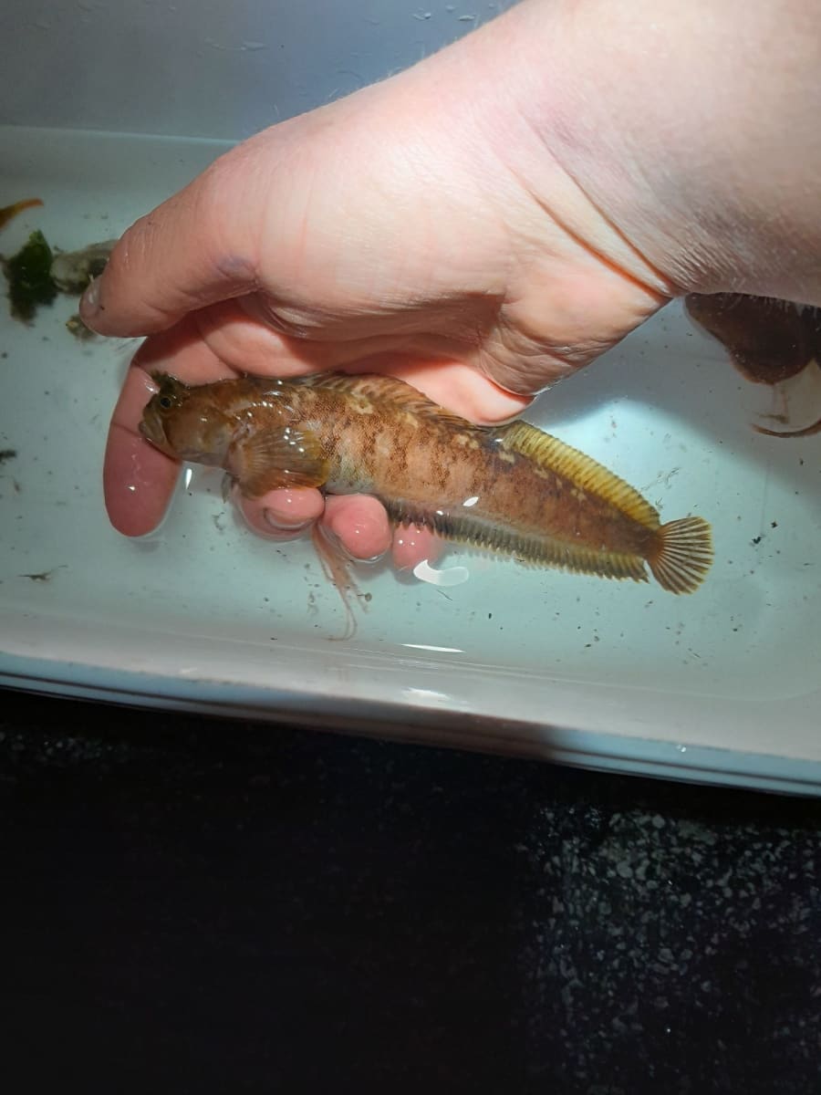 Hornkvabbe