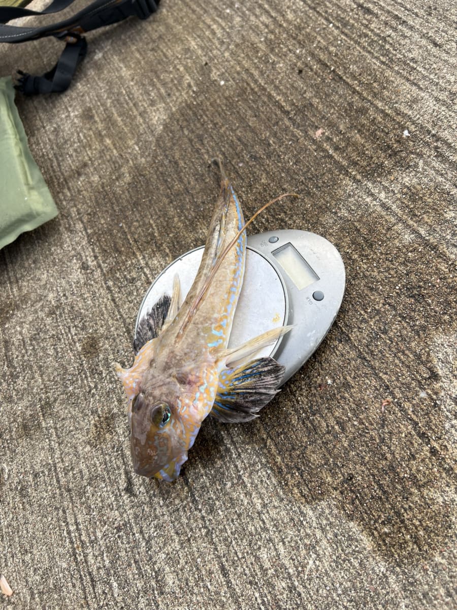 Fløyfisk, vanlig