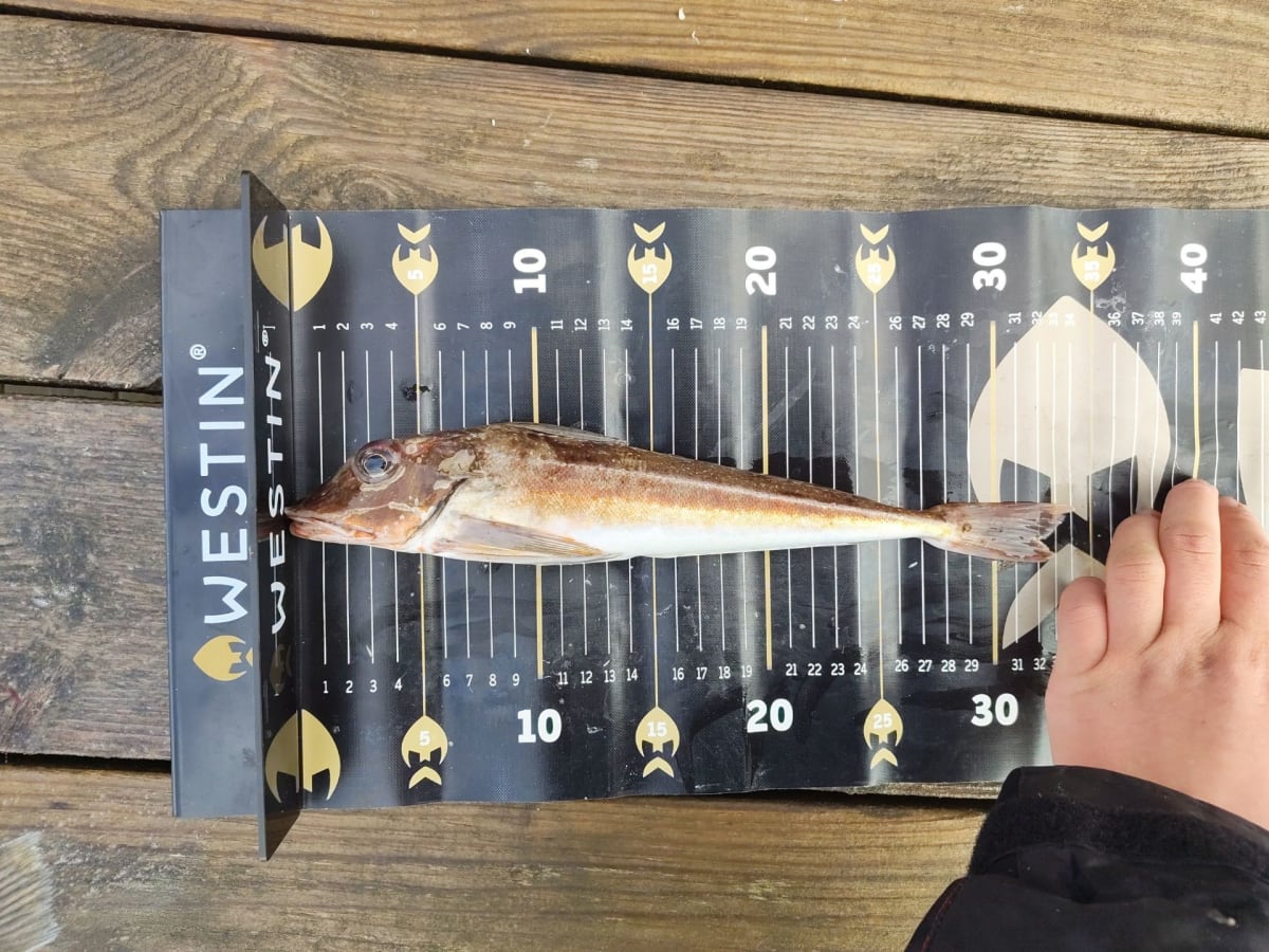 Knurr, vanlig