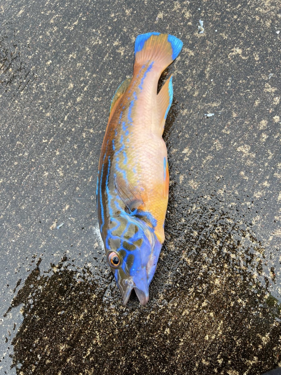 Blåstål/rødnebb
