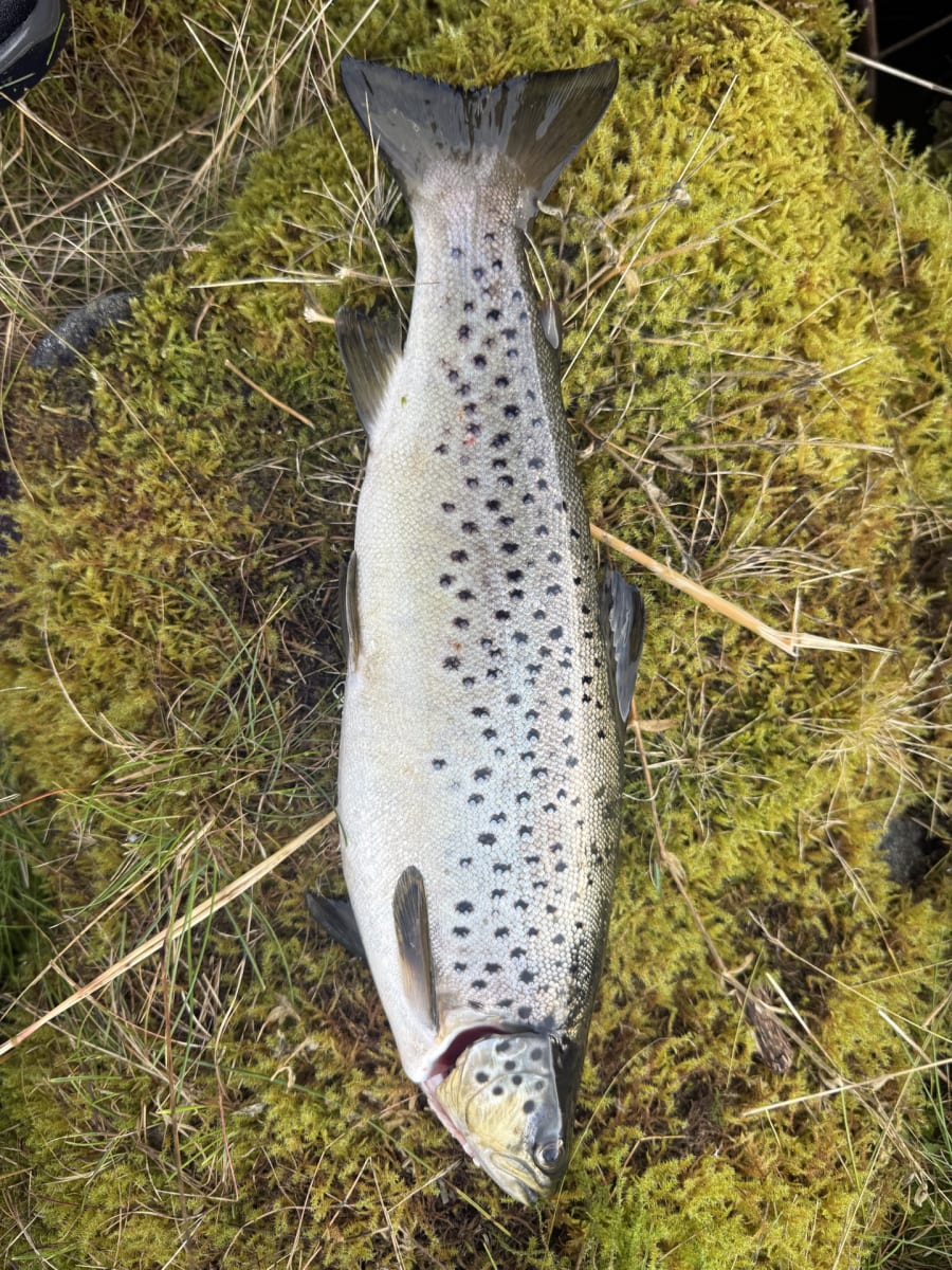 Ørret
