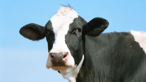 Diablo 4 Vessel of Hatred Secret Cow Level Discovery Update 2026