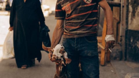 Raise Animals Codes (October 2025) - Free Rewards Guide