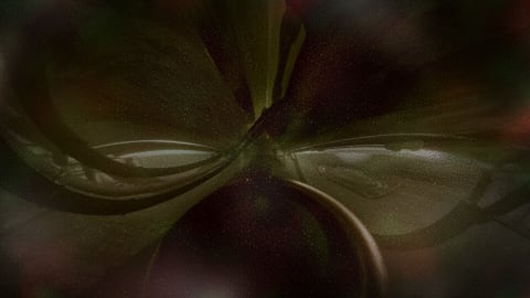 Finally: Limasse Five Breaks Silence on SenS! What v0.008 Really Means