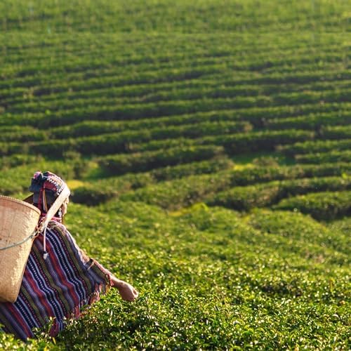 Vue 7 de The Fume Lapsang Souchong