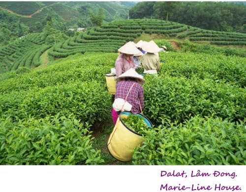 Vue 5 de The Bleu Oolong De