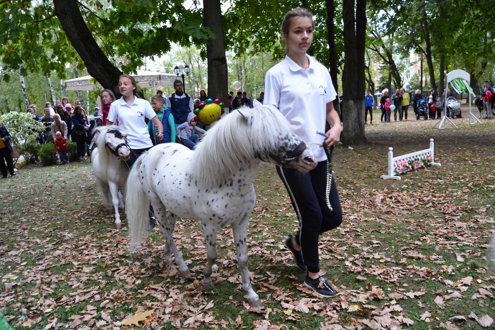 Лыткаринец. Лошади Лыткарино. Лошадь на день города. Клуб миниатюрных лошадей в Лыткарино.