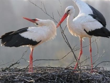 Не кормите аистов колбасой