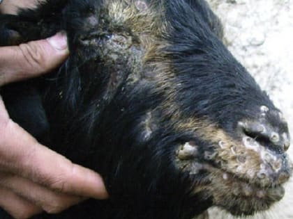 Ружанам – об оспе коз и овец