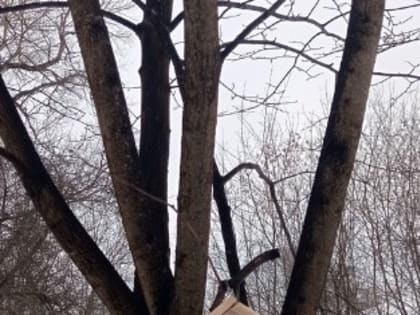 В Павловском Посаде проходит акция «Накорми зимующих птиц»