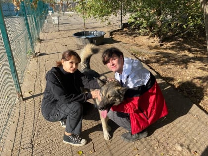 Студенты Люберецкого техникума помогают бездомным животным