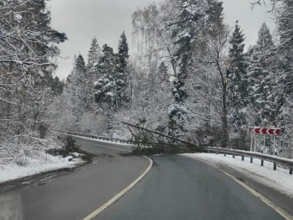 В Звенигороде прошел фестиваль здорового образа жизни