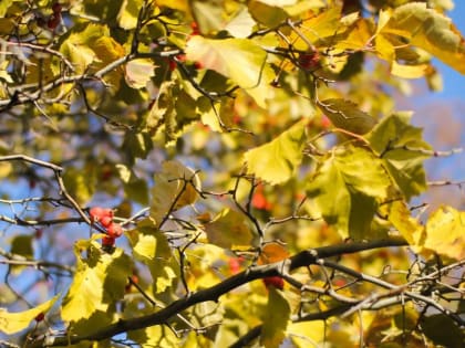 «Улучшают пищеварительную функцию»: эксперт рассказал о пользе горьких ягод