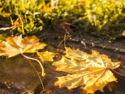 В выходные в Москве продолжится «бабье лето»