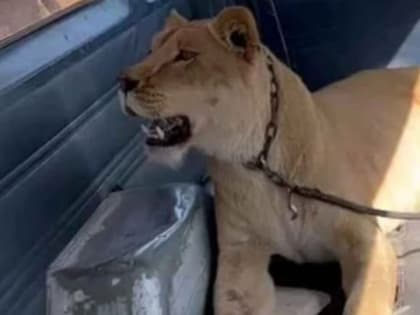 Сбежавшая от хозяина львица напала на женщину в Мексике